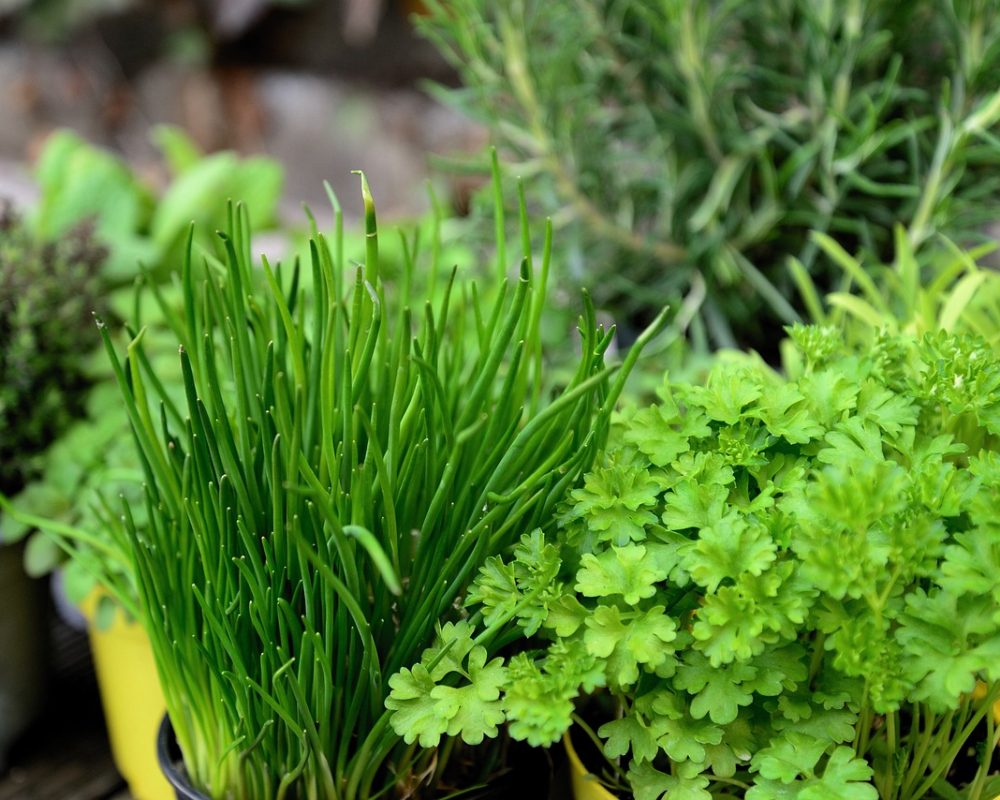 Skapa magi med örter i köket - Bild.