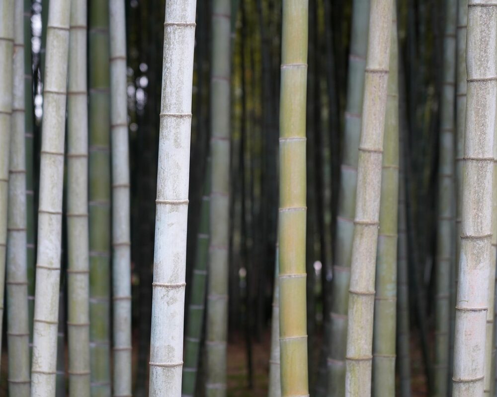 Så blir köket ditt hållbara hem - Bild.