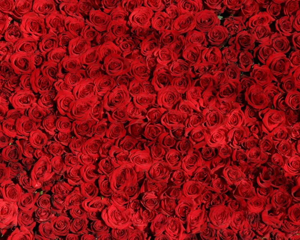 Skapa en inspirerande och hållbar köksträdgård - Bild.